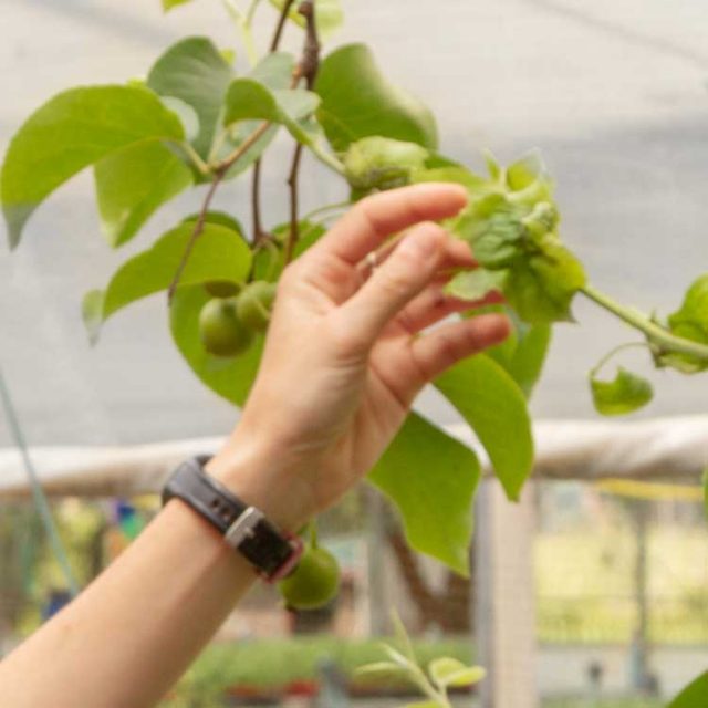 Consulenza perito agrario Guidonia