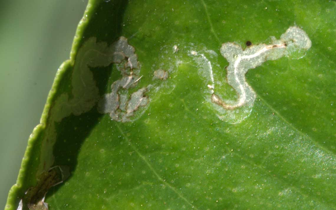 serpentina_limone.jpg