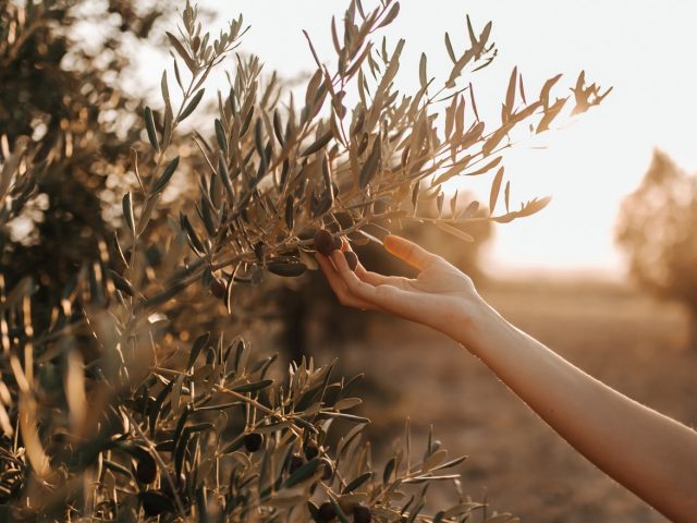 curare le piante di olivo